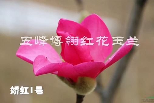 五峰博翎紅花玉蘭科技發(fā)展有限公司