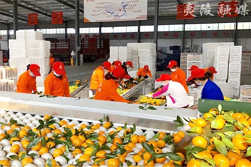 湖北星翔農(nóng)產(chǎn)品專(zhuān)業(yè)合作社聯(lián)社